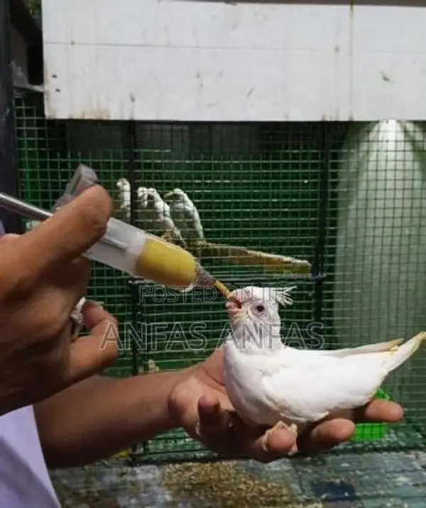 Hand Tamed Cockatiel Bird