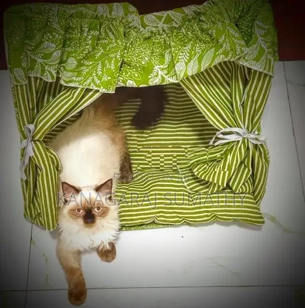 Persian Cat