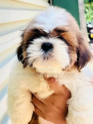 Shih Tzu Puppies