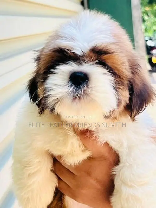 Shih Tzu Puppies