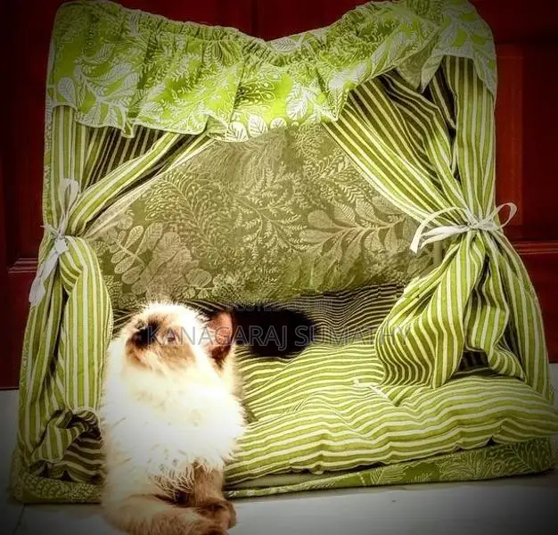 Persian Cat