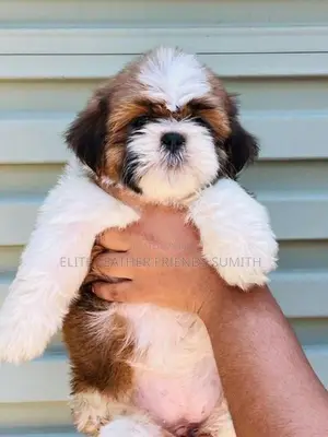 Shih Tzu Puppies