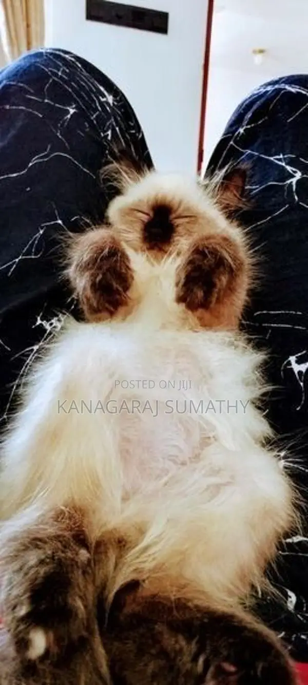 Persian Cat