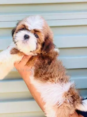 Shih Tzu Puppies