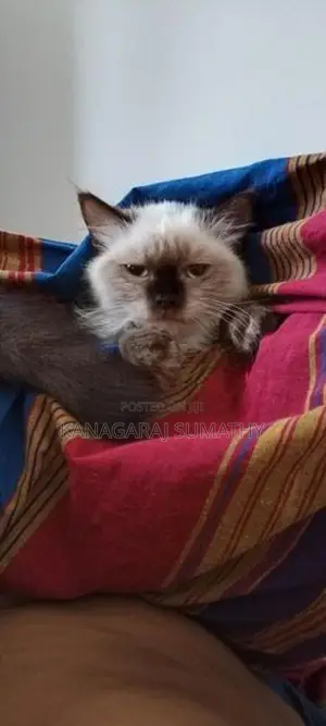 Persian Cat