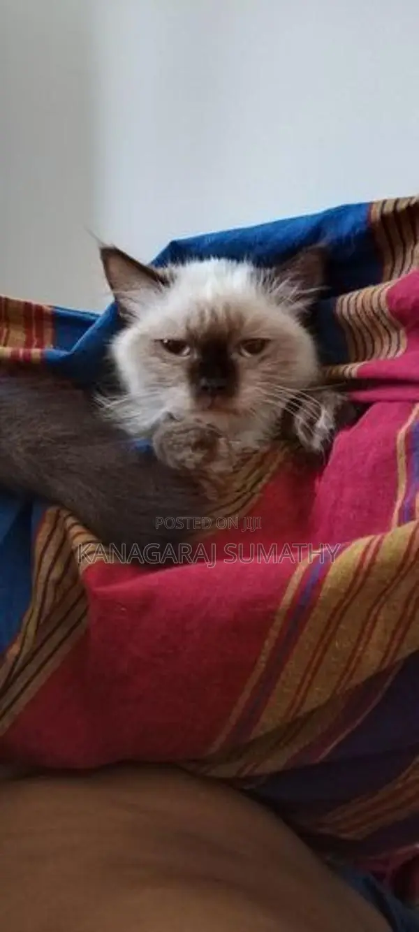 Persian Cat