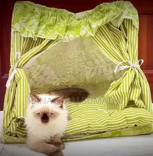 Persian Cat