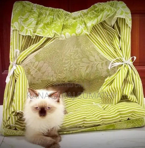 Persian Cat