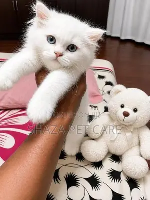 Persian Kitten