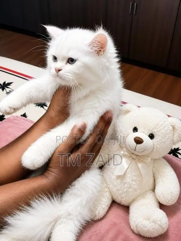 Persian Cat