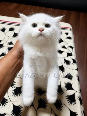 Persian Kitten