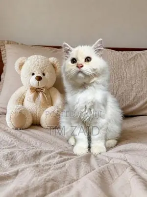 Persian Cat