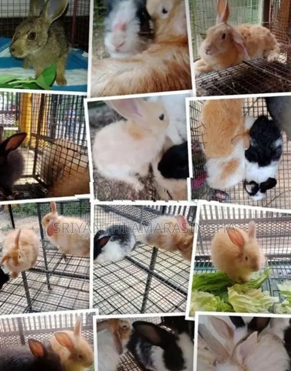 ඇන්ගෝරා හාවුන්