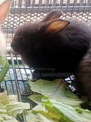 ඇන්ගෝරා හාවුන්
