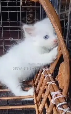 පර්සියන් බළලුන්