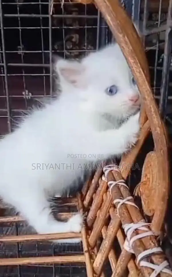 පර්සියන් බළලුන්