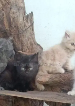 පර්සියන් බළලුන්
