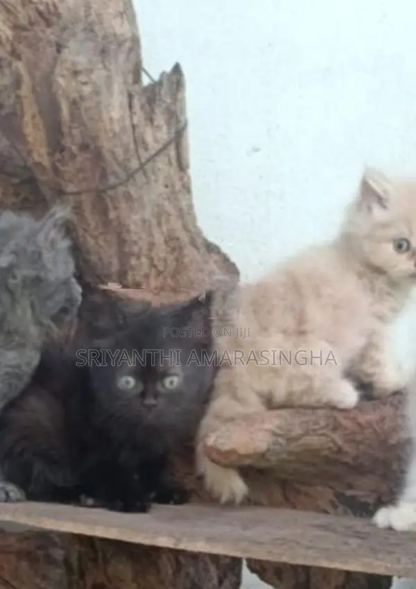 පර්සියන් බළලුන්