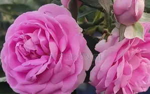 Rose Plant