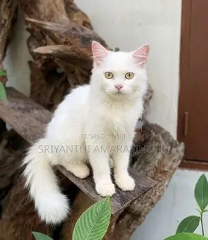 persian cats