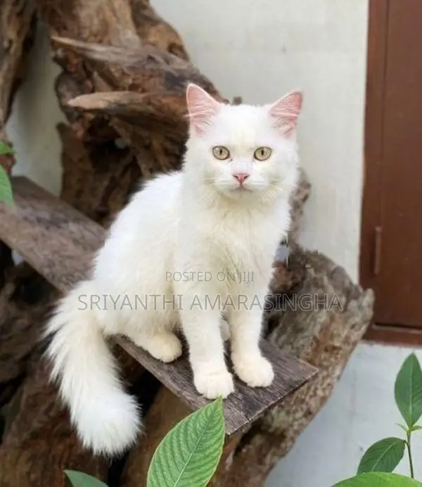 persian cats