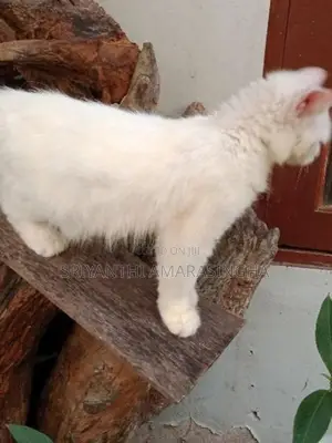 persian cats