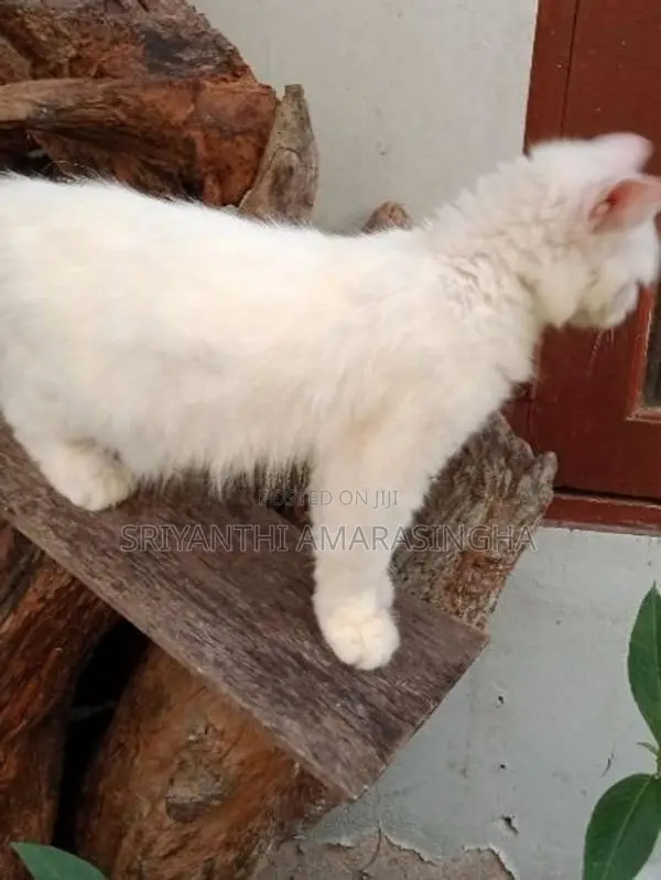 persian cats