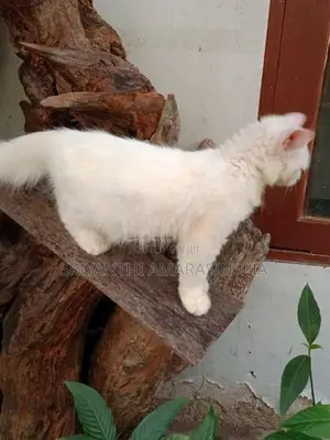persian cats