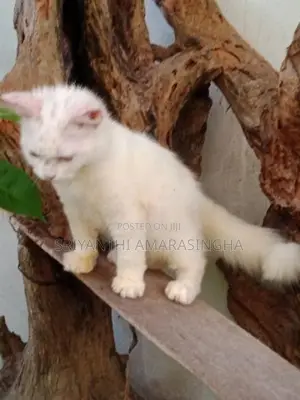 persian cats
