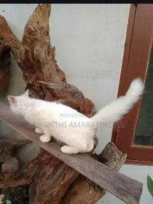 persian cats