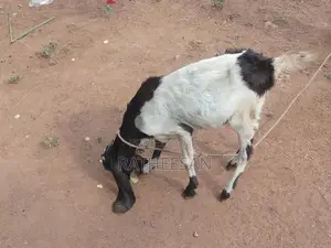 மறி ஆடு