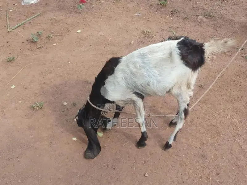 மறி ஆடு