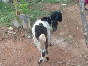 மறி ஆடு
