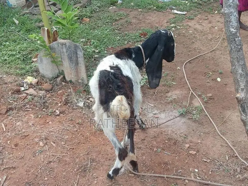 மறி ஆடு