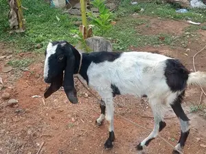 மறி ஆடு