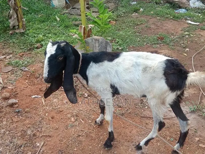 மறி ஆடு