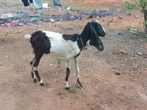 மறி ஆடு