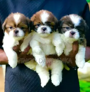 Shih Tzu Puppies