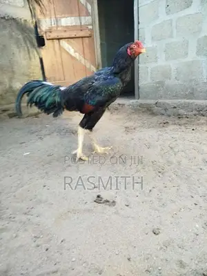 Asseel Rooster