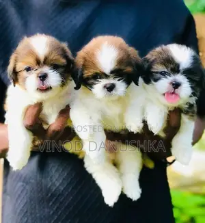 Shih Tzu Puppies
