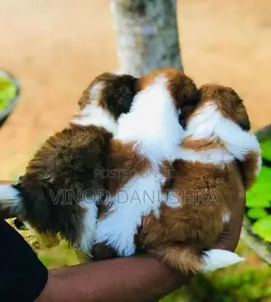 Shih Tzu Puppies
