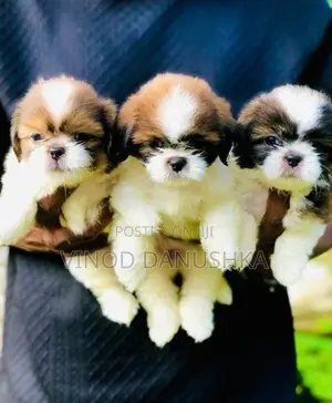 Shih Tzu Puppies