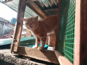 Persian Cat