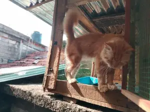 Persian Cat
