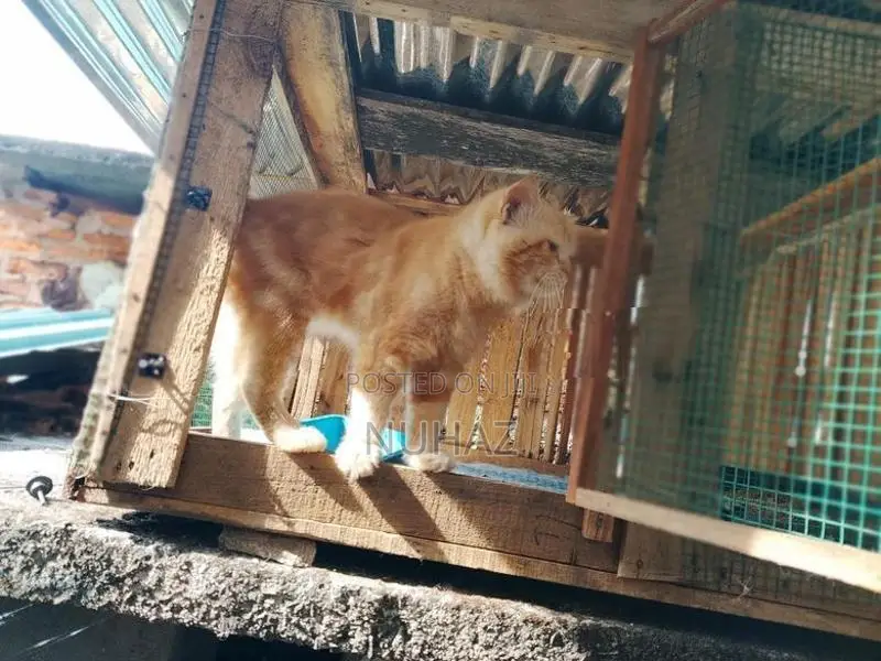 Persian Cat