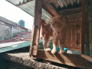 Persian Cat