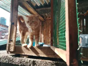 Persian Cat