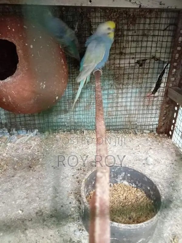 Rainbow Love Birds