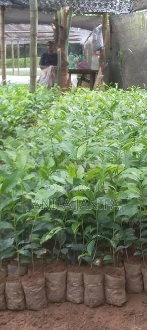 Tea Plant