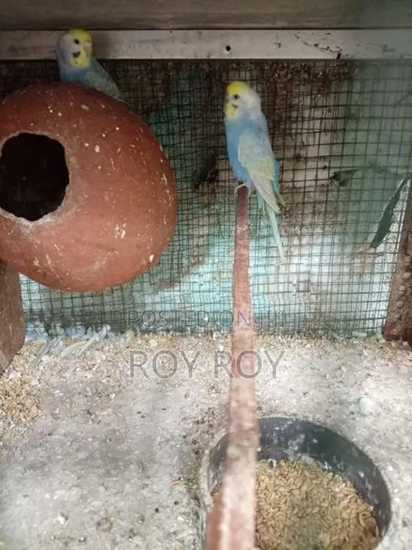 Rainbow Love Birds